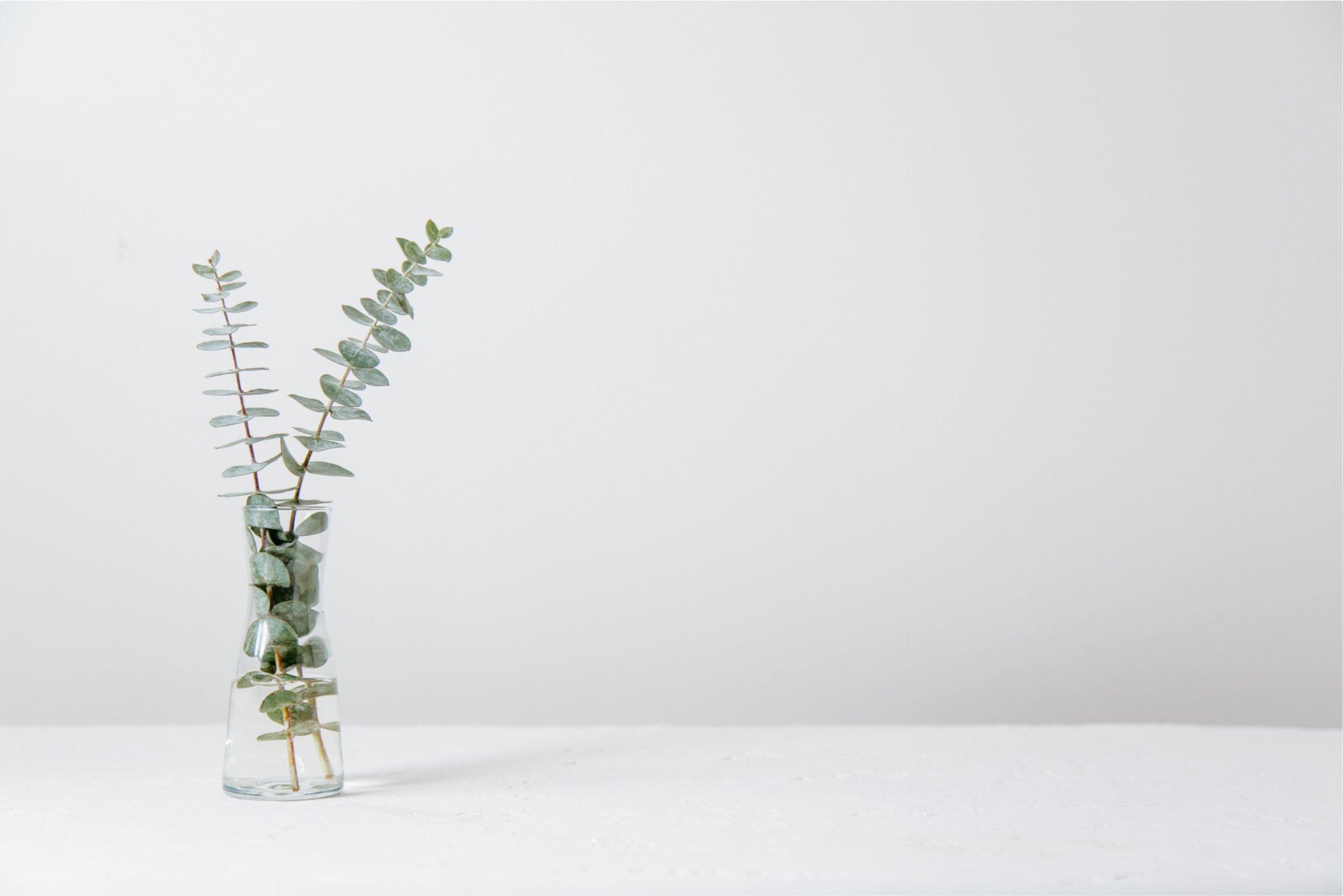 plant on table